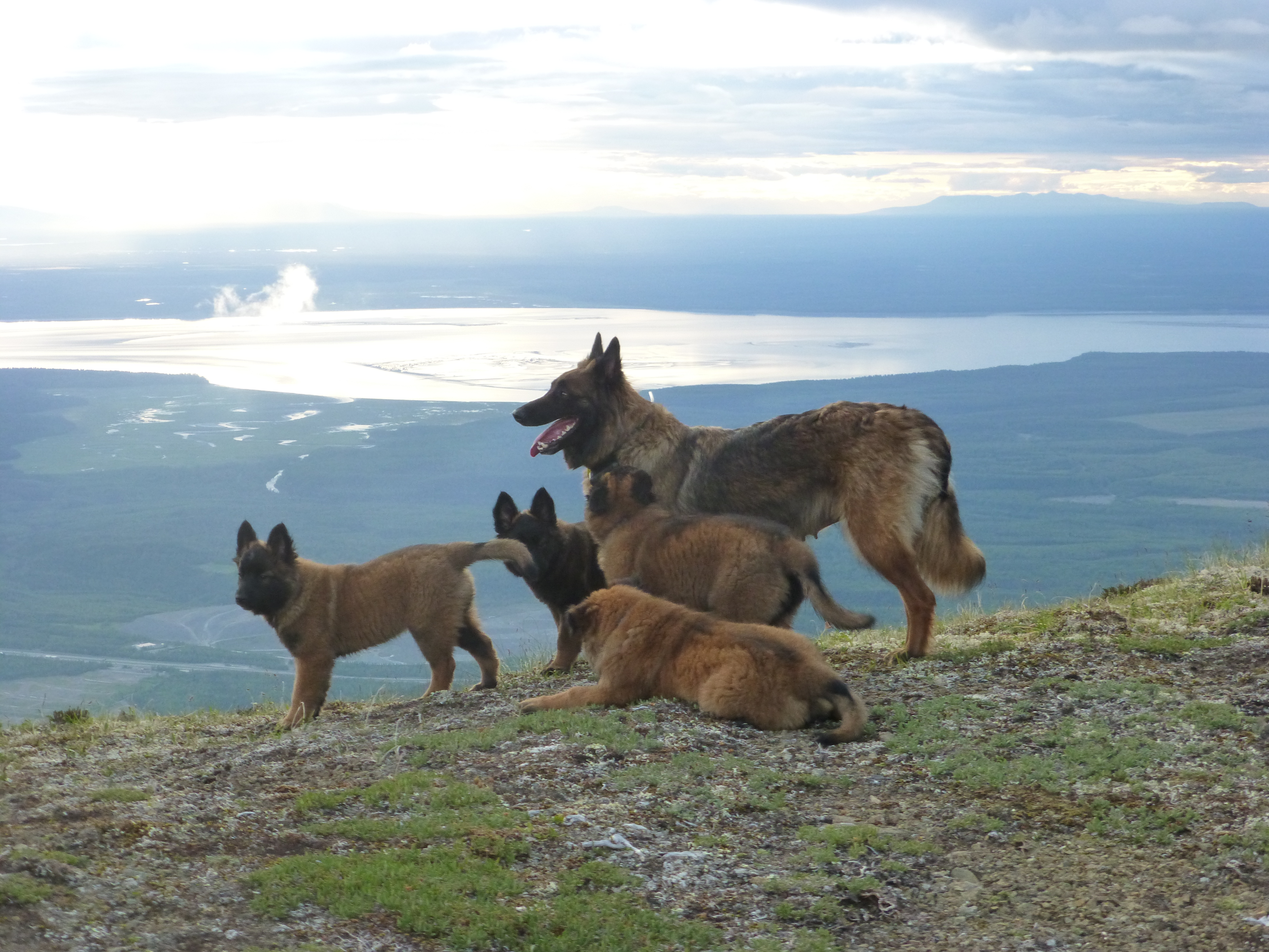 Abby and pups looking over Knik Arm. 