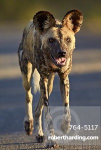 Winning dogs may include a dash of wild dog to add savvy and disease resistance. 