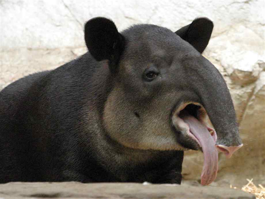 Aggressive tapirs may pose a major hazard to competitors