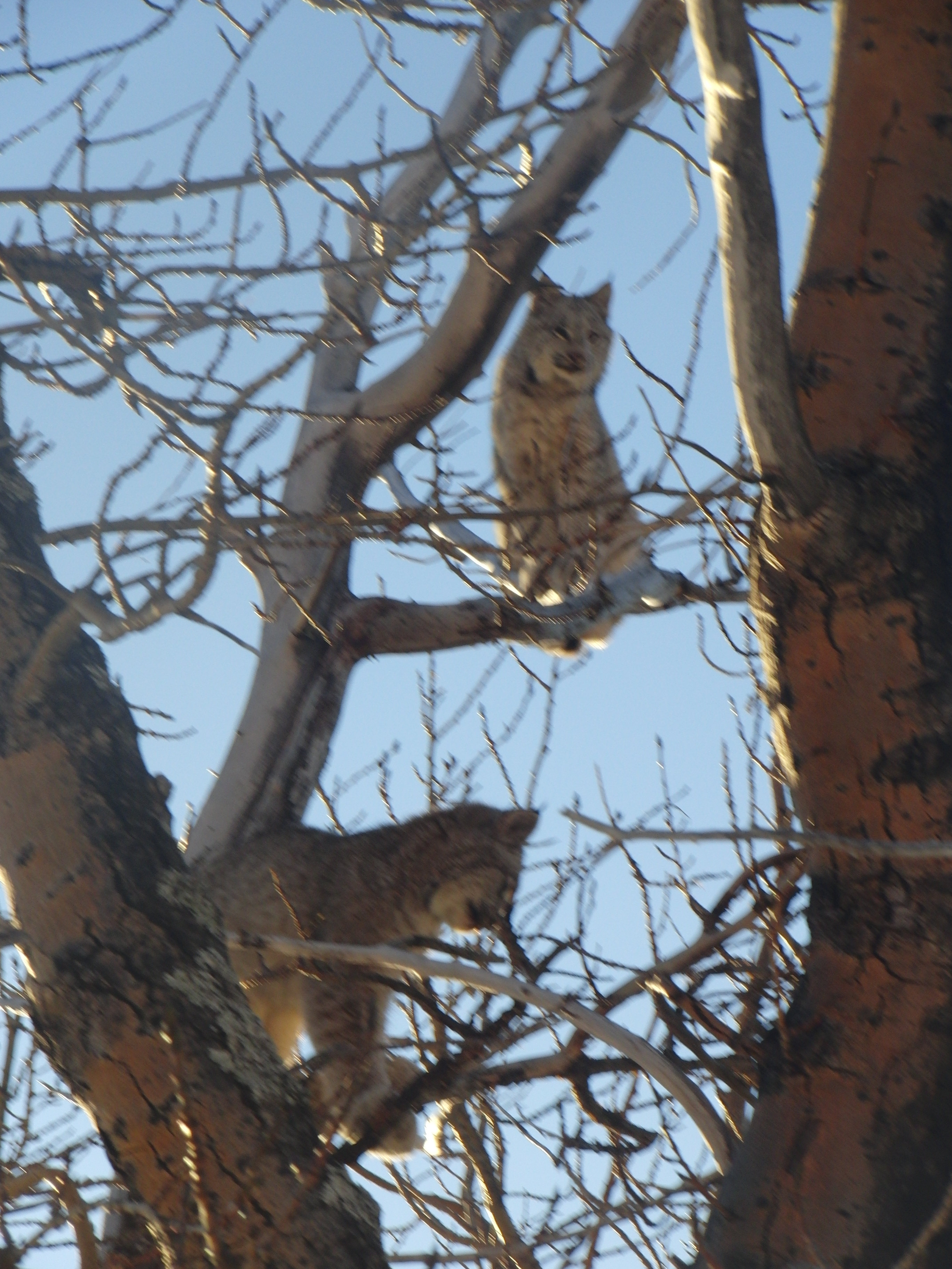 Lynx in a Tree