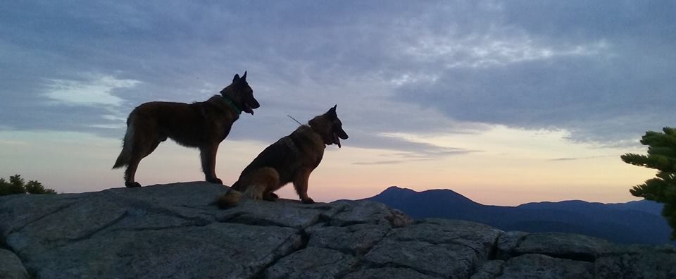 Dogs with a View