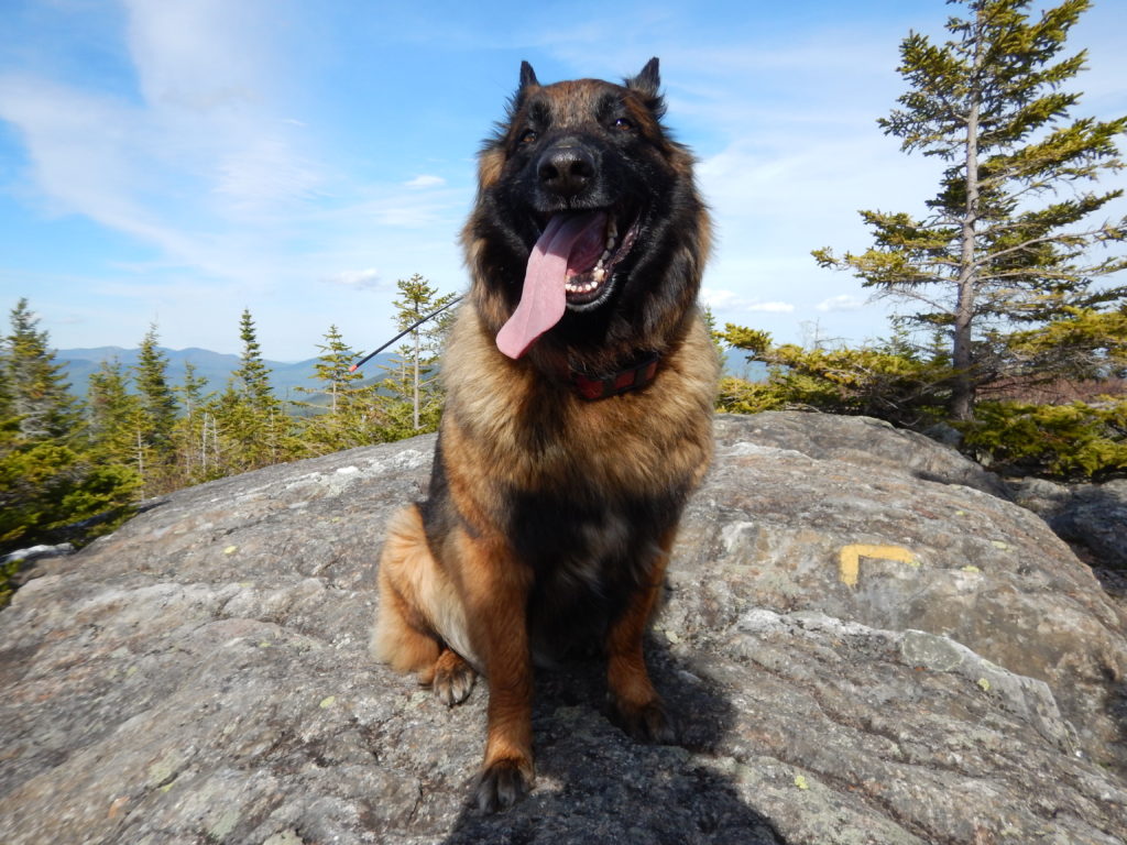 hiking with belgian malinois