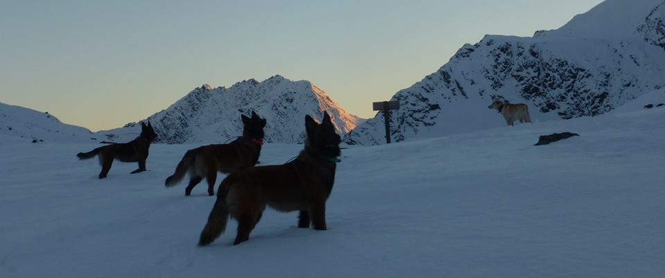 Dogs with a view- cuddles on the mountain