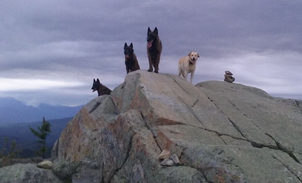 Dogs with a View