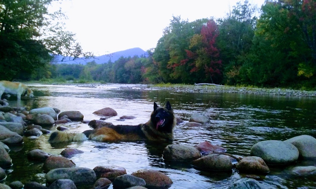 Abby cooling off in the River