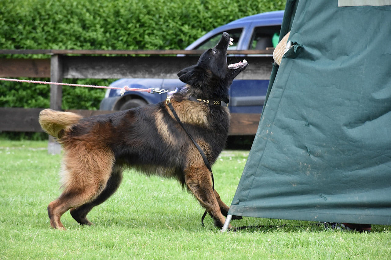 Schutzhund Training (IGP) Primer