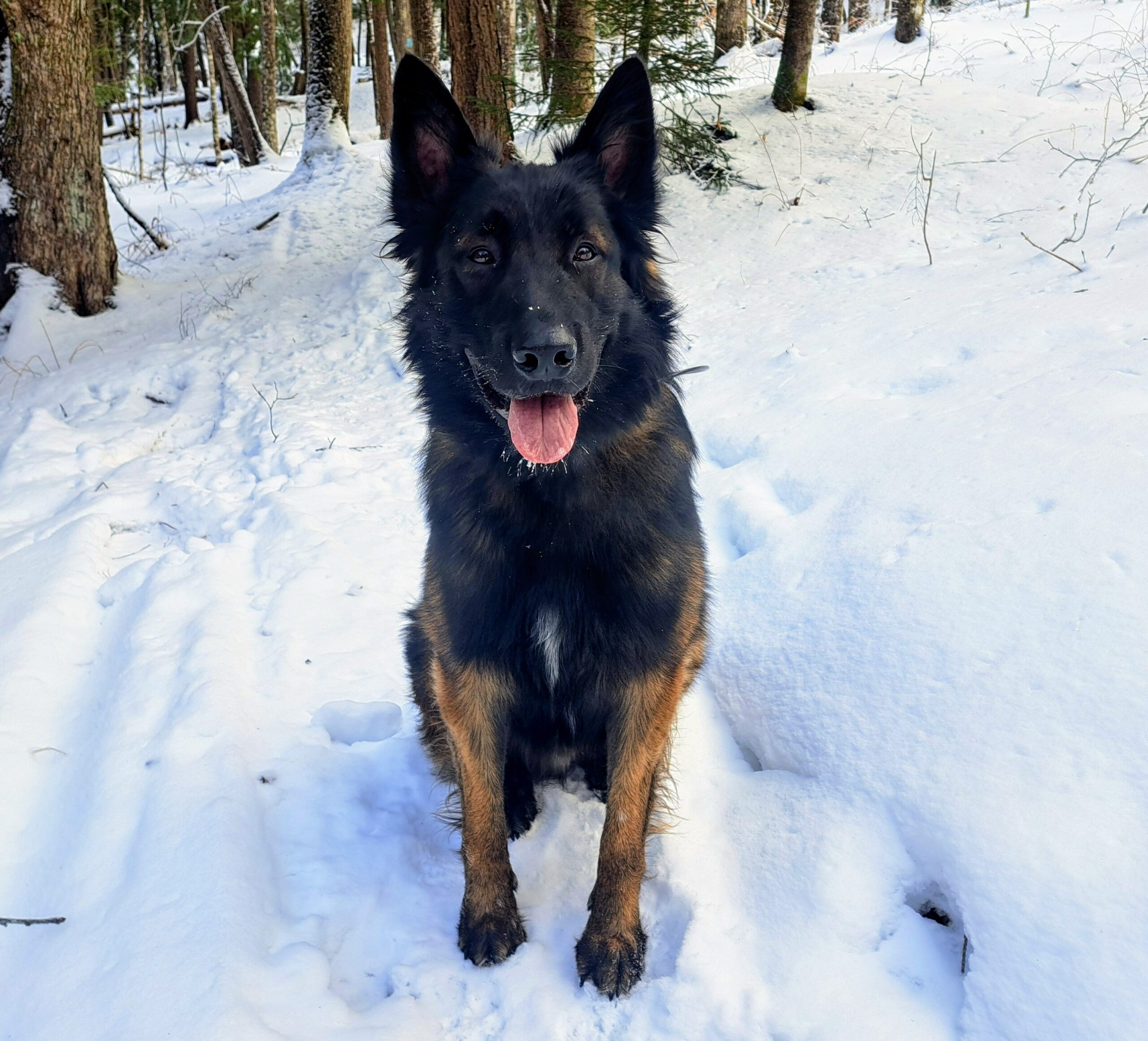 Pax “Unbreakable Star du Chocorua”