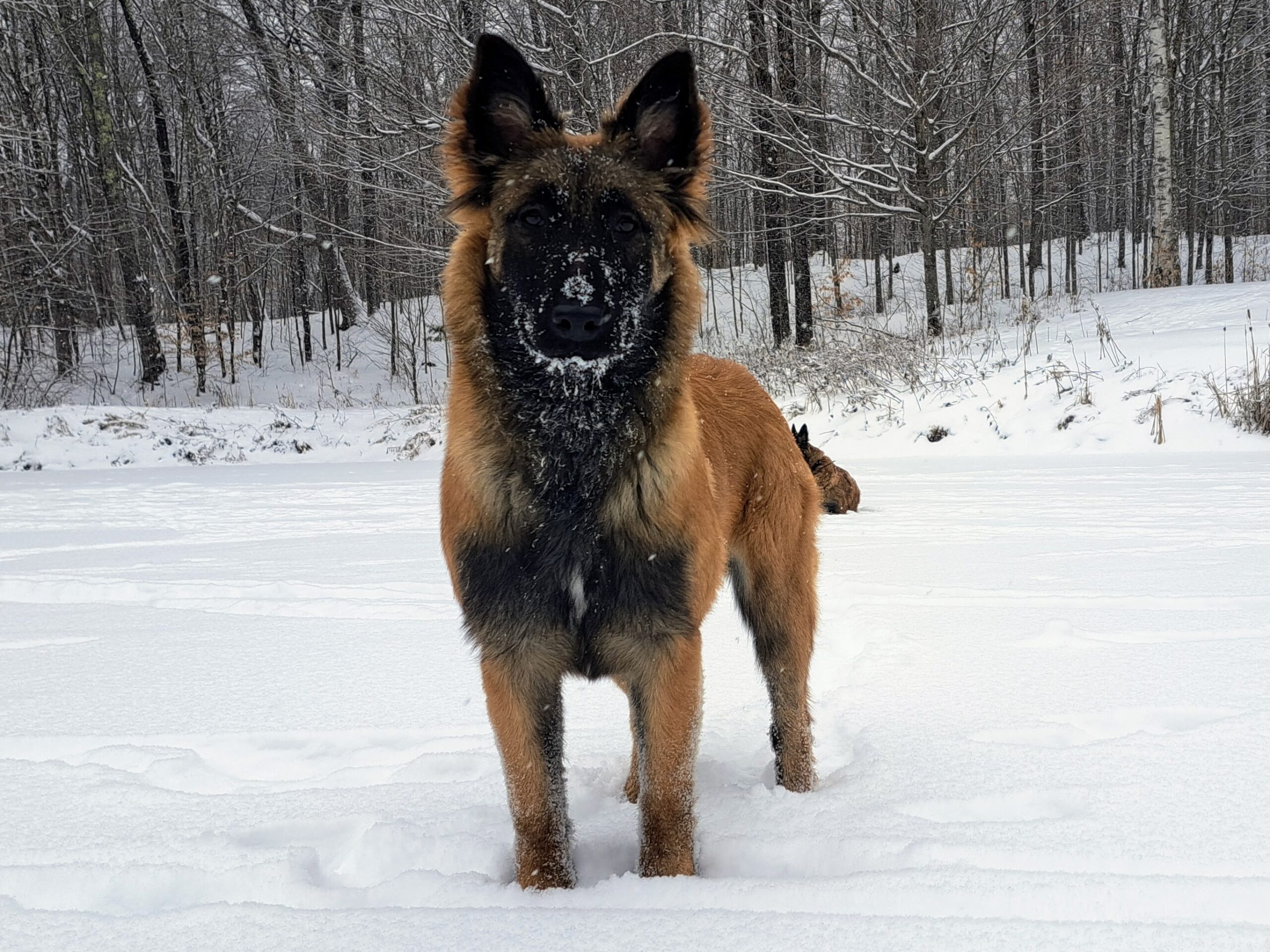 Sweet Caroline du Chocorua