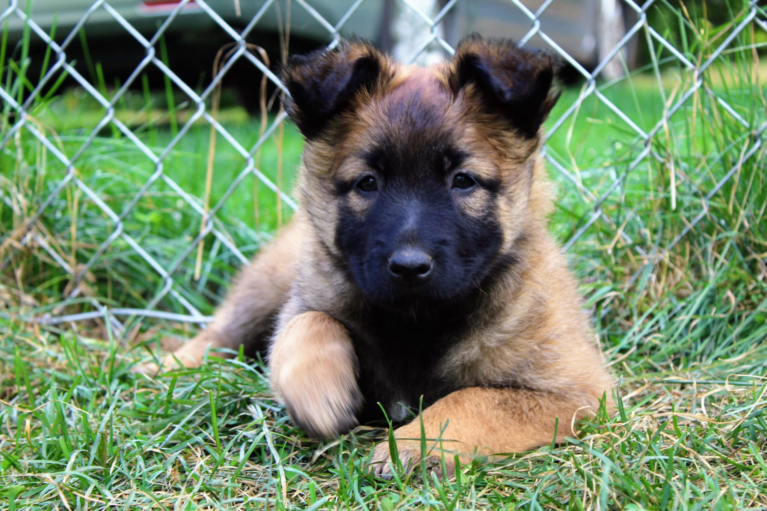 2025 Litter Alligator X Moriah